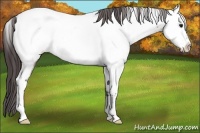Horse Color:Bay Roan Fewspot Rabicano 