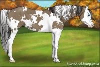 Horse Color:White Spotted Liver Red Dun Roan Splash