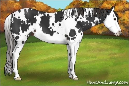 Horse Color:White Spotted Liver Chestnut Splash 