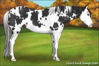 Horse Color:White Spotted Liver Chestnut Splash