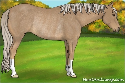 Horse Color:Palomino Rabicano