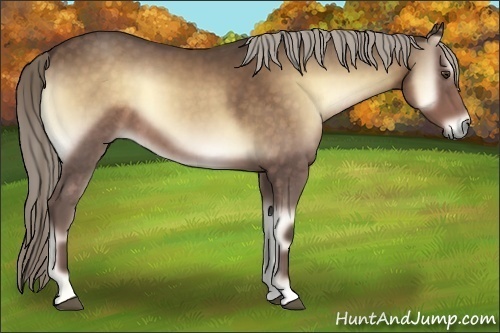 Horse Color:Chocolate Palomino Onyx