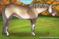 Horse Color:Chocolate Palomino Onyx 