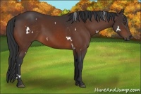 Horse Color:White Spotted Bay