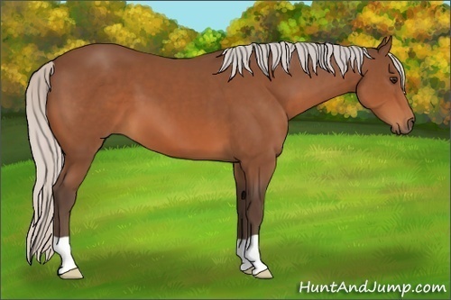 Horse Color:Silver Bay 