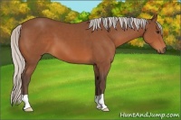Horse Color:Silver Bay 