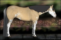 Horse Color:Bay Dun Sabino 