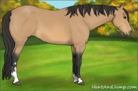 Horse Color:Buckskin Sabino 