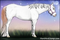 Horse Color:Bay Snowcap