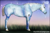 Horse Color:Liver Red Dun Roan Appaloosa