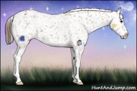 Horse Color:Bay Roan Appaloosa 
