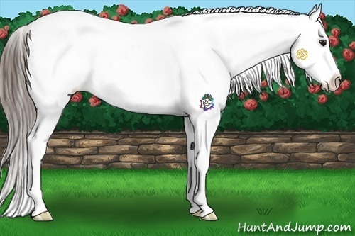 Horse Color:Grullo Snowcap 