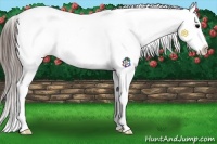 Horse Color:Grullo Snowcap 