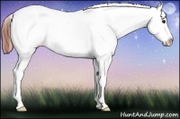 Horse Color:Brown Dun Snowcap