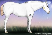 Horse Color:Buckskin Appaloosa