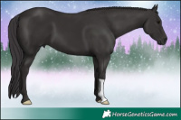 Horse Color:Smoky Black 