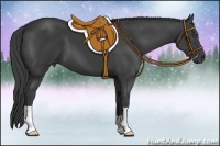 Horse Color:Smoky Black