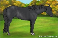 Horse Color:Black Rabicano 