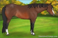 Horse Color:Bay Sabino Rabicano