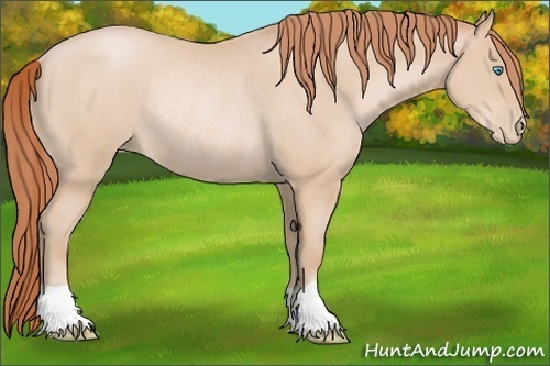 Horse Color:Buckskin Pearl Rabicano 