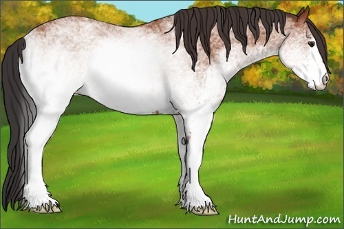 Horse Color:White Spotted Bay Rabicano 