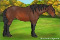 Horse Color:Bay Rabicano 