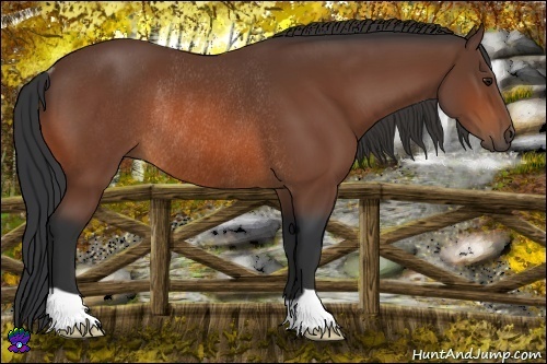 Horse Color:Bay Rabicano