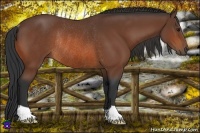 Horse Color:Bay Rabicano 