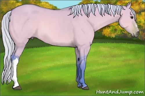 Horse Color:Watercolor Silver Bay Dun 