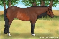 Horse Color:Bay Rabicano 