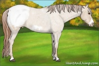 Horse Color:Red Dun Roan Frame Appaloosa