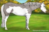 Horse Color:Silver Black Splash Frame Varnish 