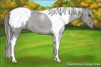 Horse Color:Grullo Tobiano Varnish 