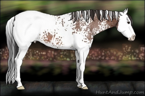 Horse Color:White Spotted Bay Splash Snowcap