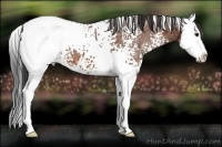 Horse Color:White Spotted Bay Splash Snowcap 