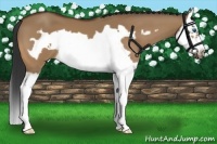 Horse Color:Bay Dun Splash Frame