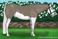 Horse Color:Silver Smoky Black Splash 
