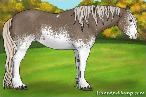 Horse Color:White Spotted Silver Blue Roan Rabicano
