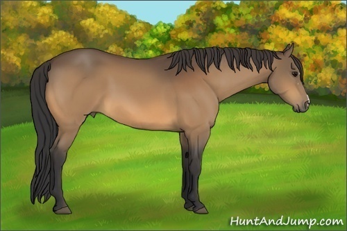 Horse Color:Buckskin