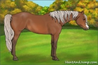 Horse Color:Silver Bay 