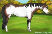 Horse Color:Bay Frame