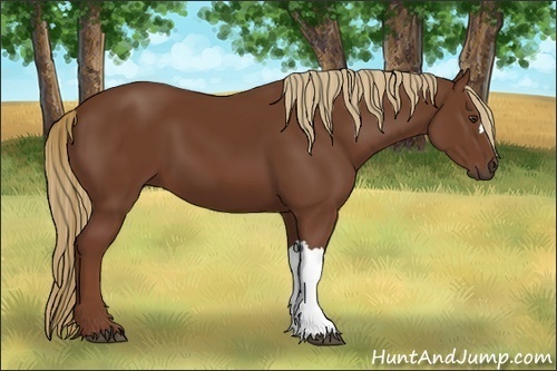 Horse Color:Unknown 