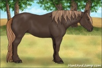 Horse Color:Unknown 