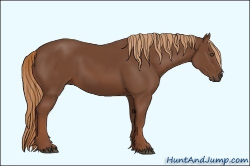 Horse Color:Unknown 