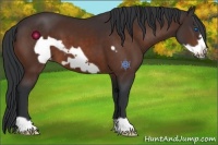 Horse Color:Bay Frame 