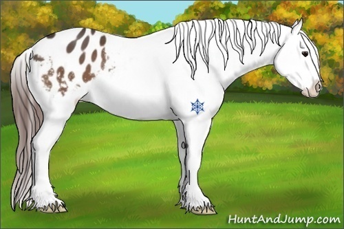Horse Color:Bay Roan Snowflake Varnish Rabicano
