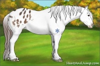 Horse Color:Bay Roan Snowflake Varnish Rabicano