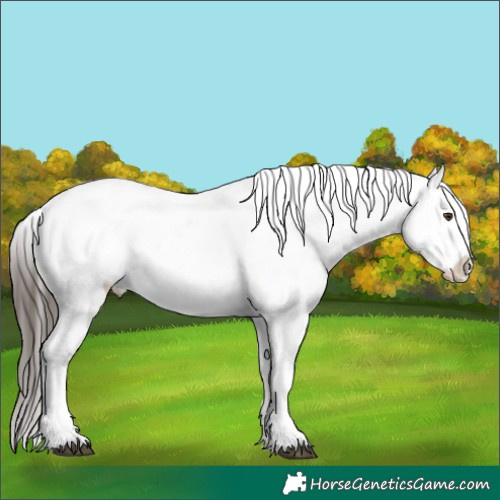 Horse Color:Liver Chestnut Snowflake Varnish