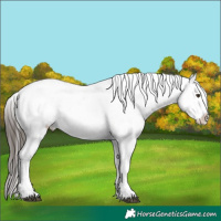 Horse Color:Liver Chestnut Appaloosa