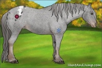 Horse Color:Liver Chestnut Appaloosa 